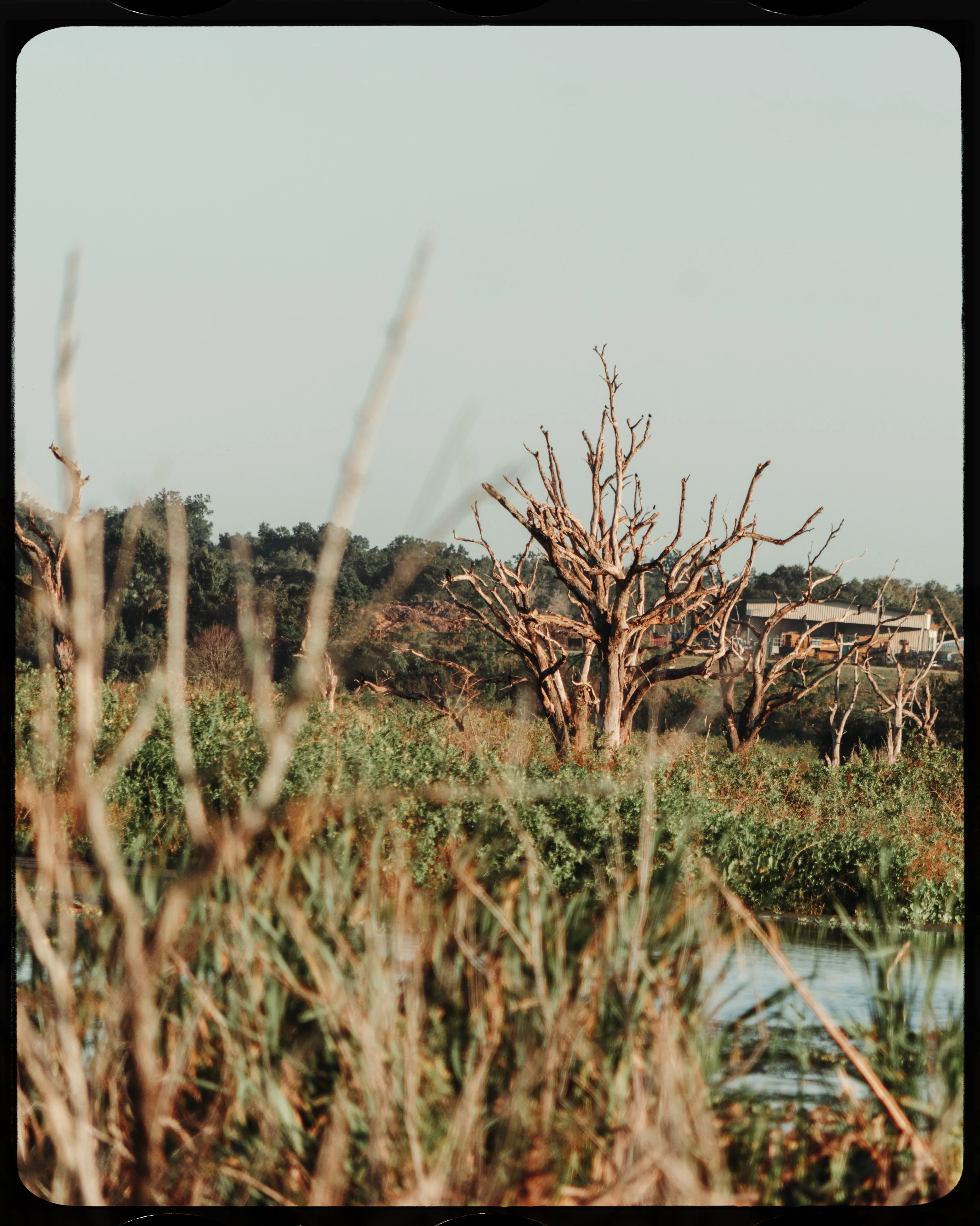 Personal photograph from Lake Apopka Wildlife Drive