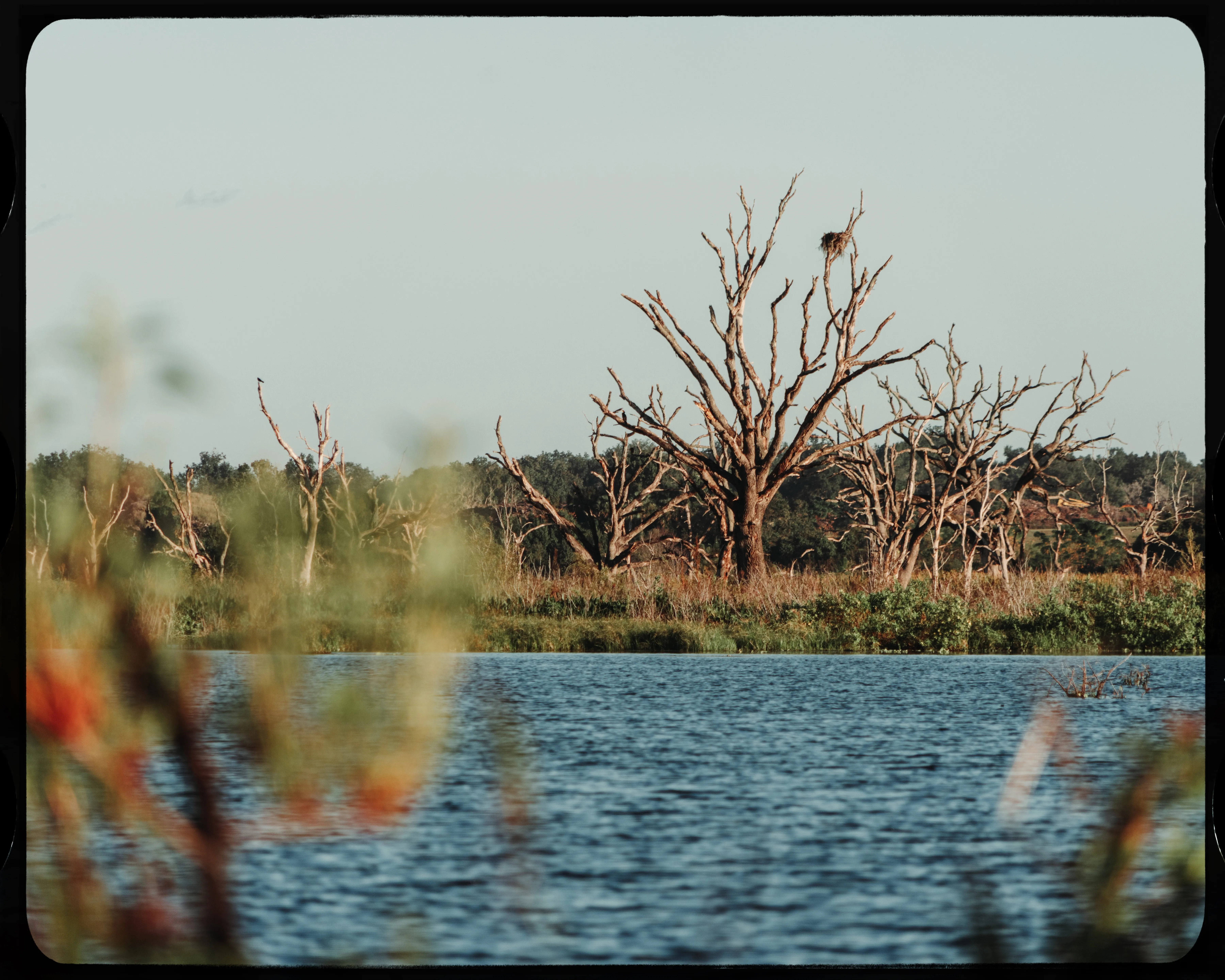 Personal photograph from Lake Apopka Wildlife Drive