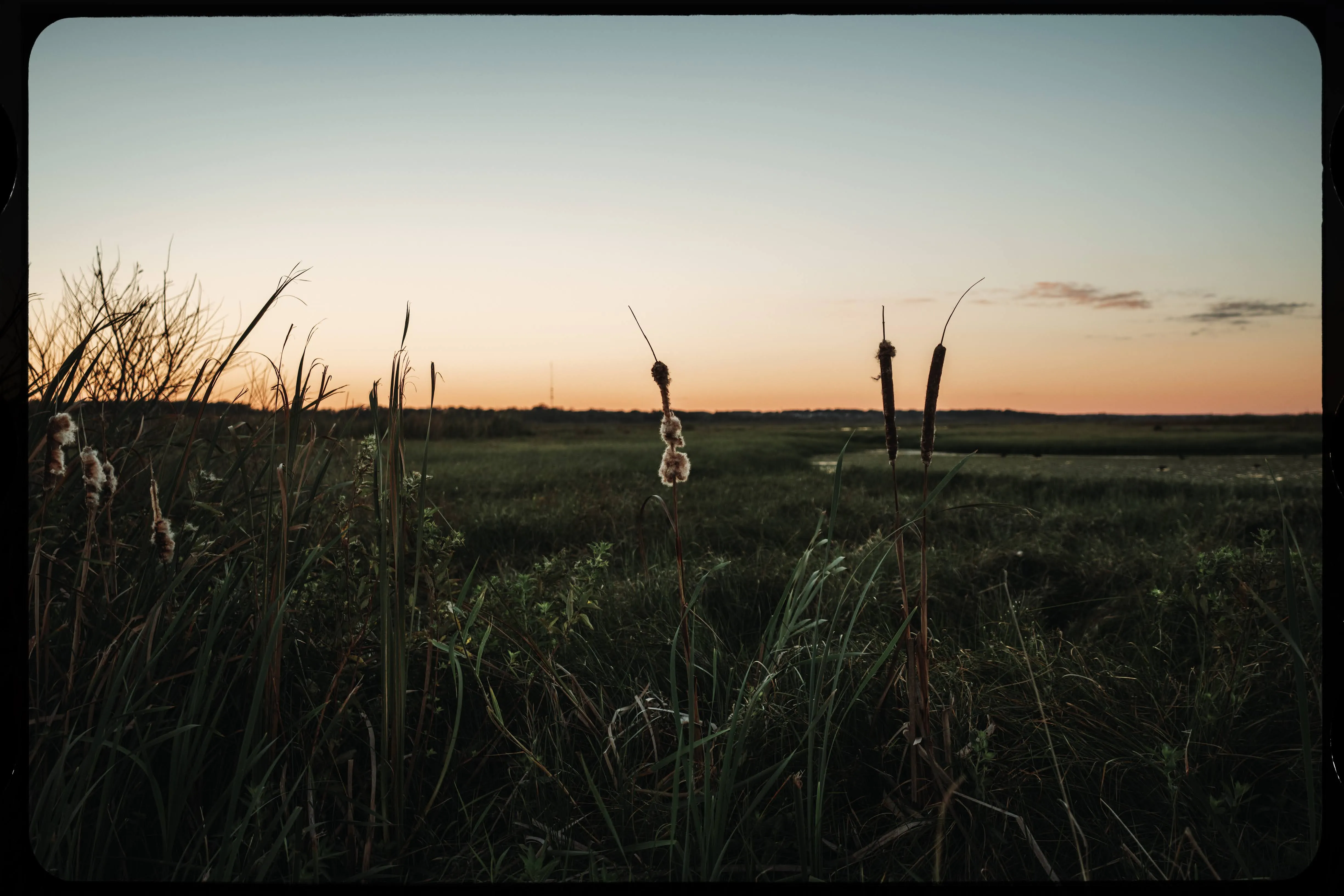 Personal photograph from Lake Apopka Wildlife Drive
