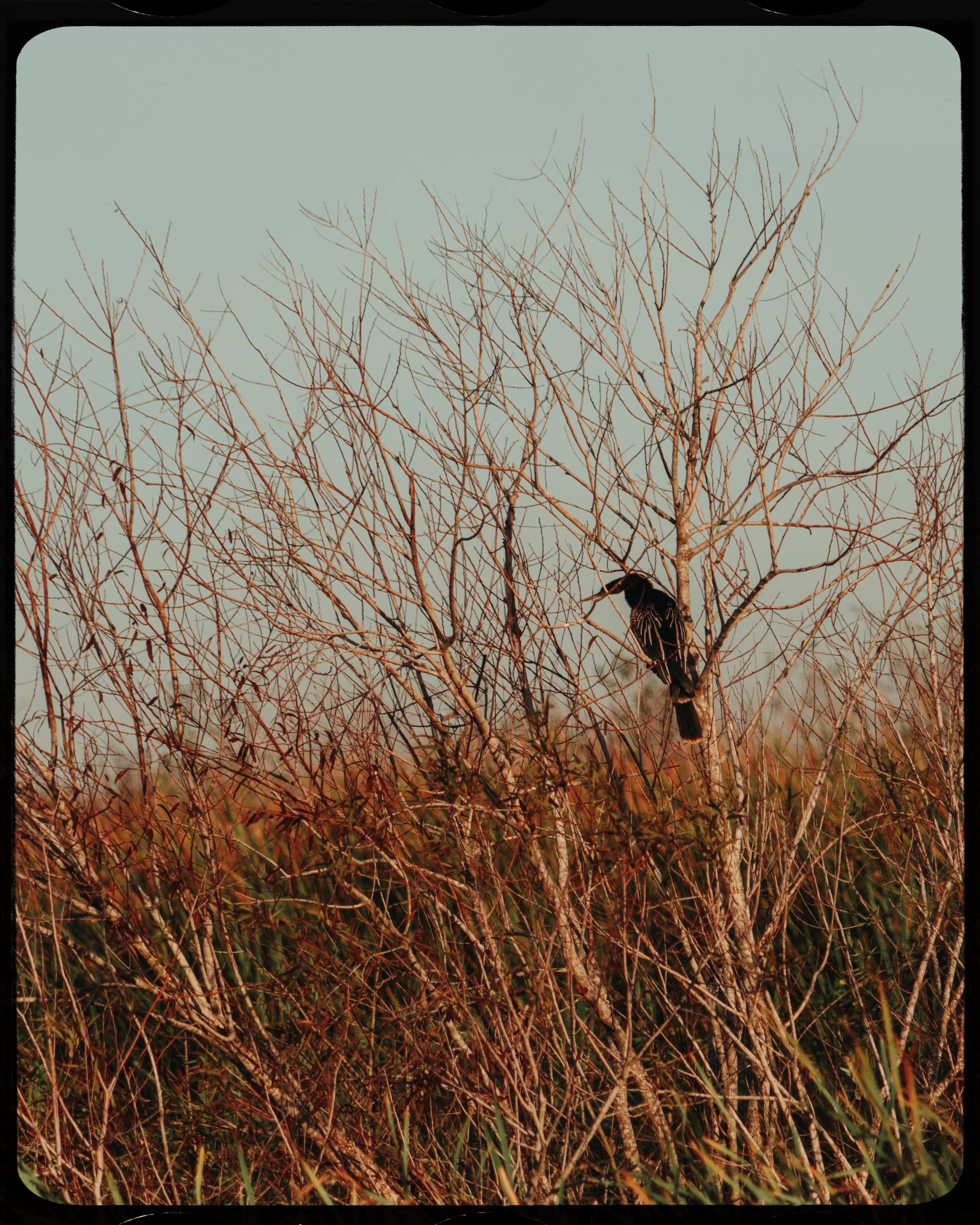 Personal photograph from Lake Apopka Wildlife Drive