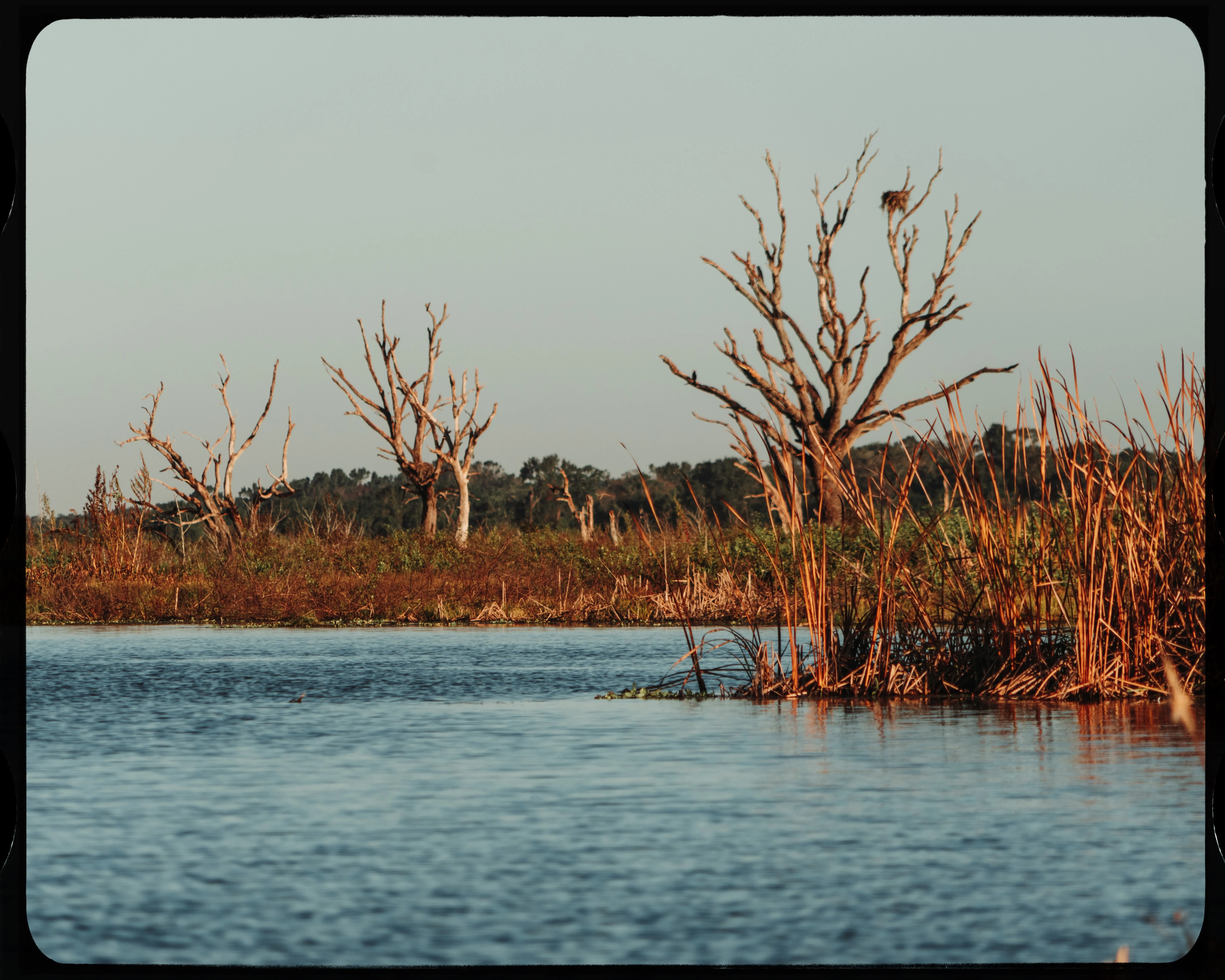 Personal photograph from Lake Apopka Wildlife Drive
