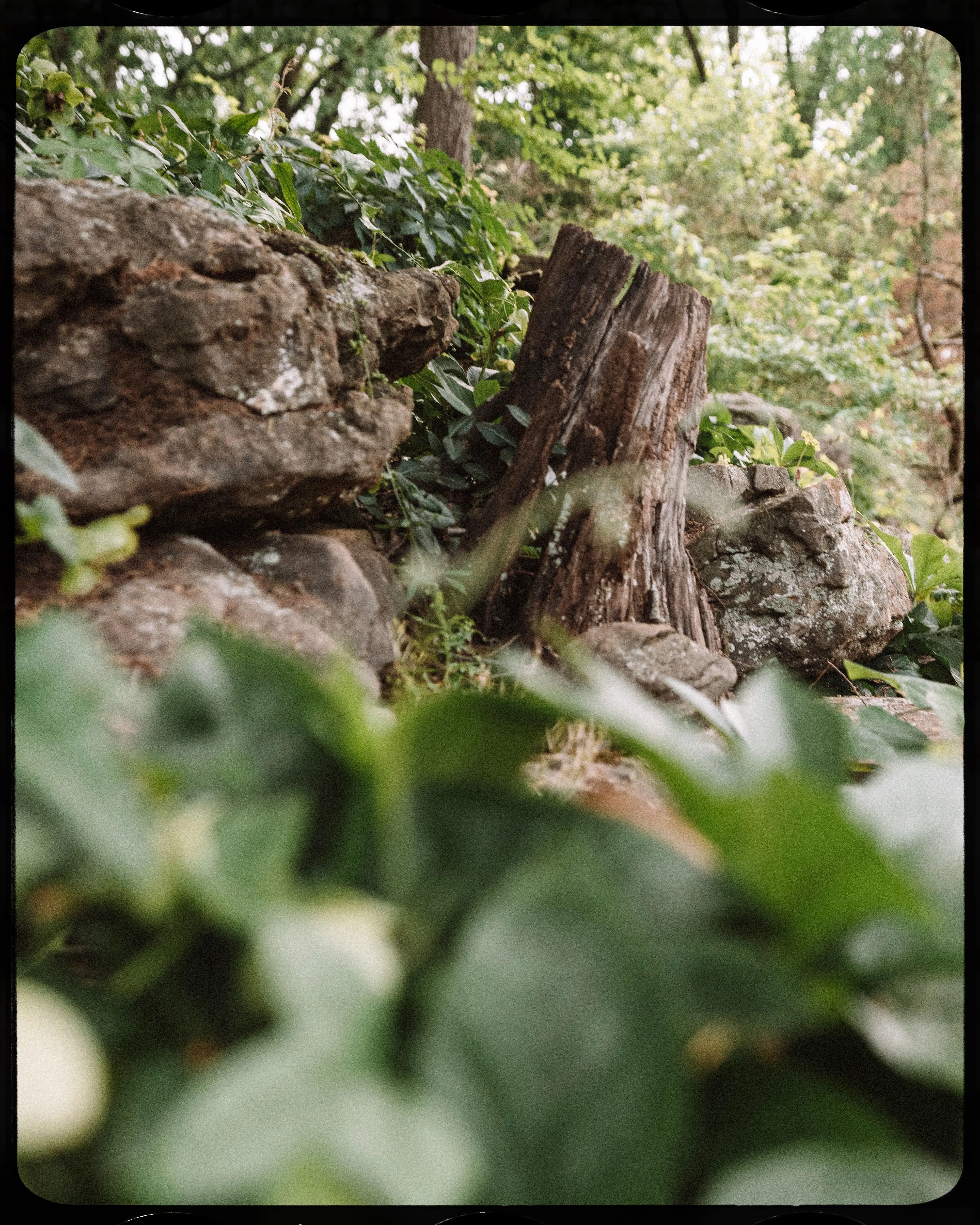 Personal photograph from Cheekwood Estate