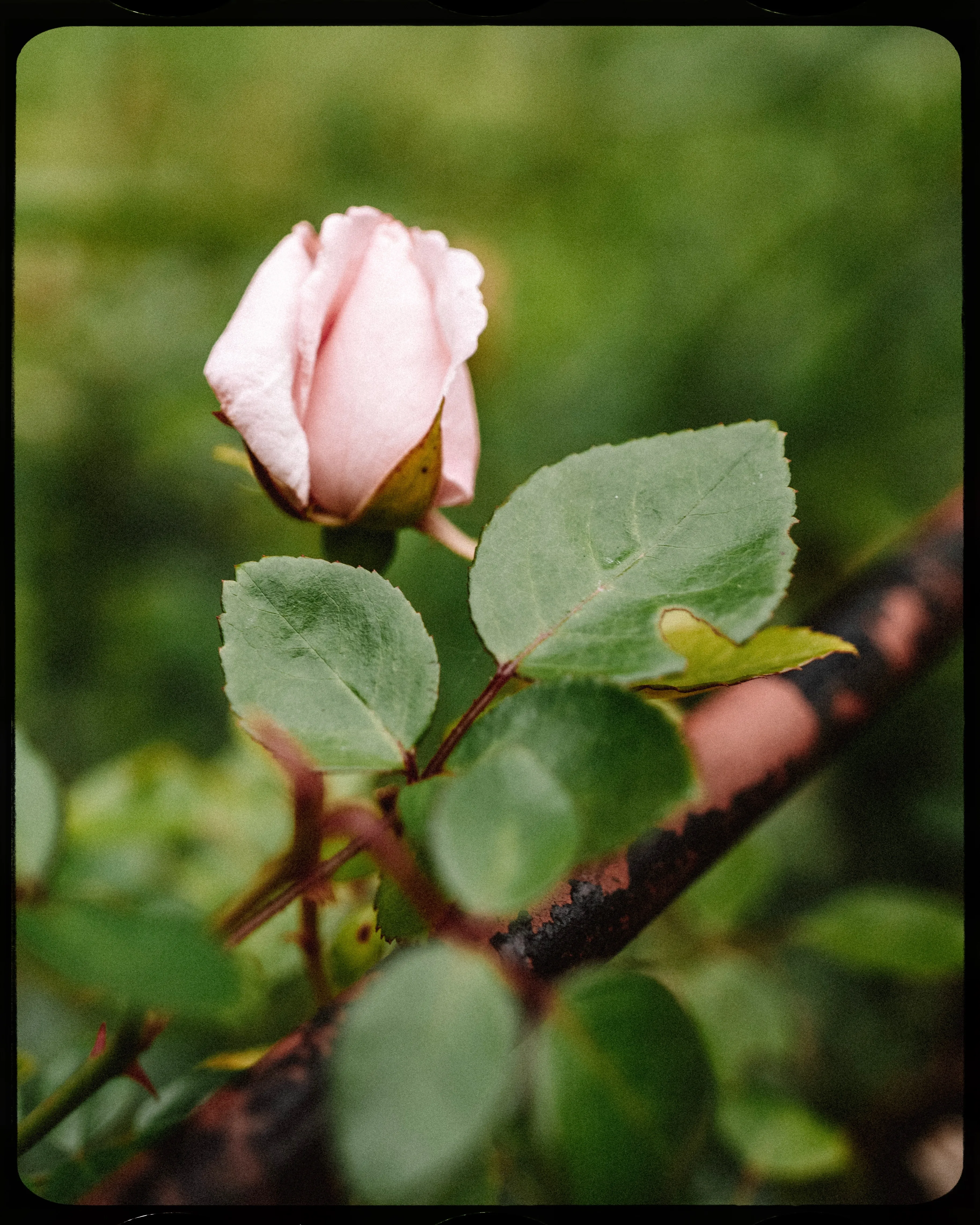 Personal photograph from Cheekwood Estate