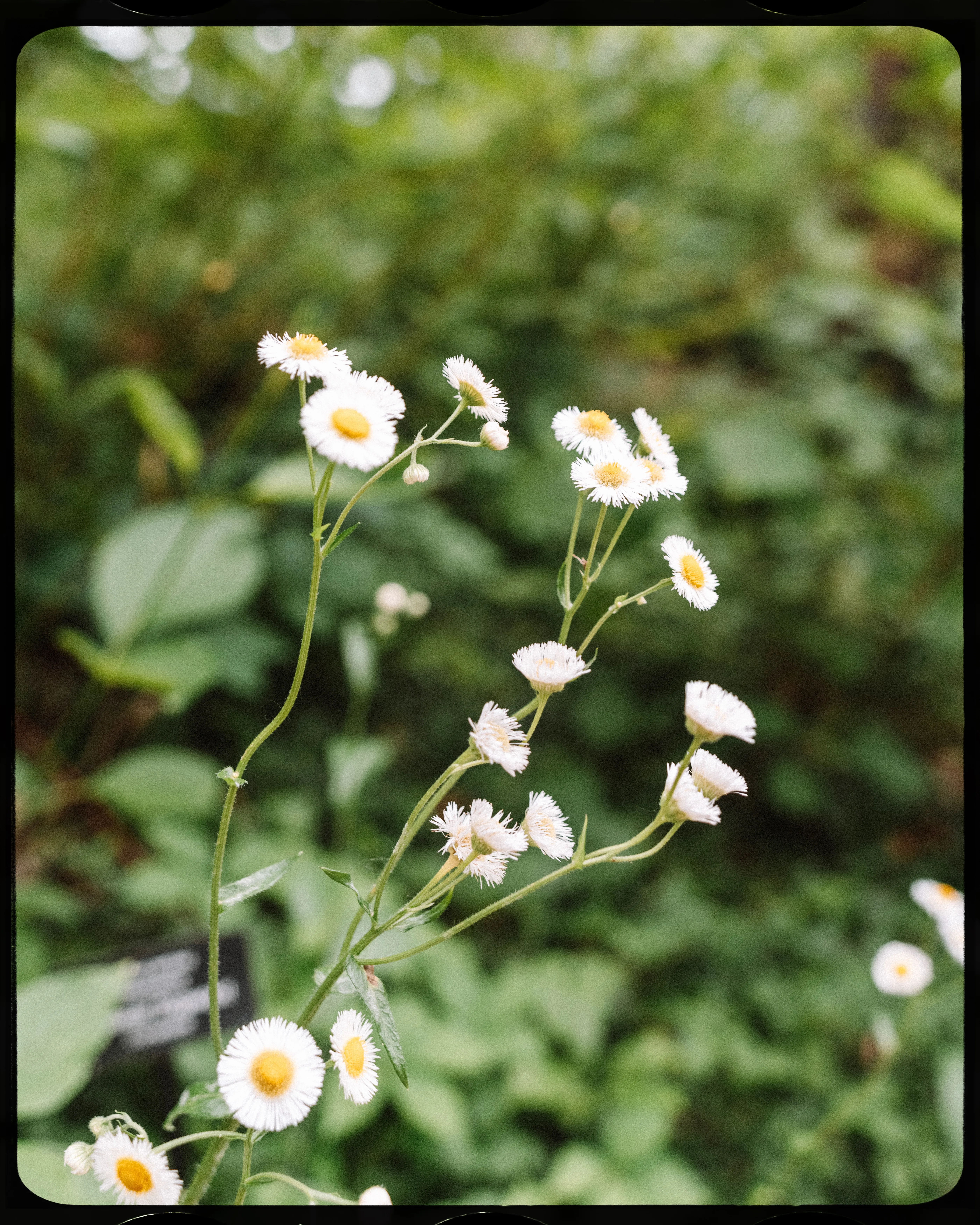 Personal photograph from Cheekwood Estate