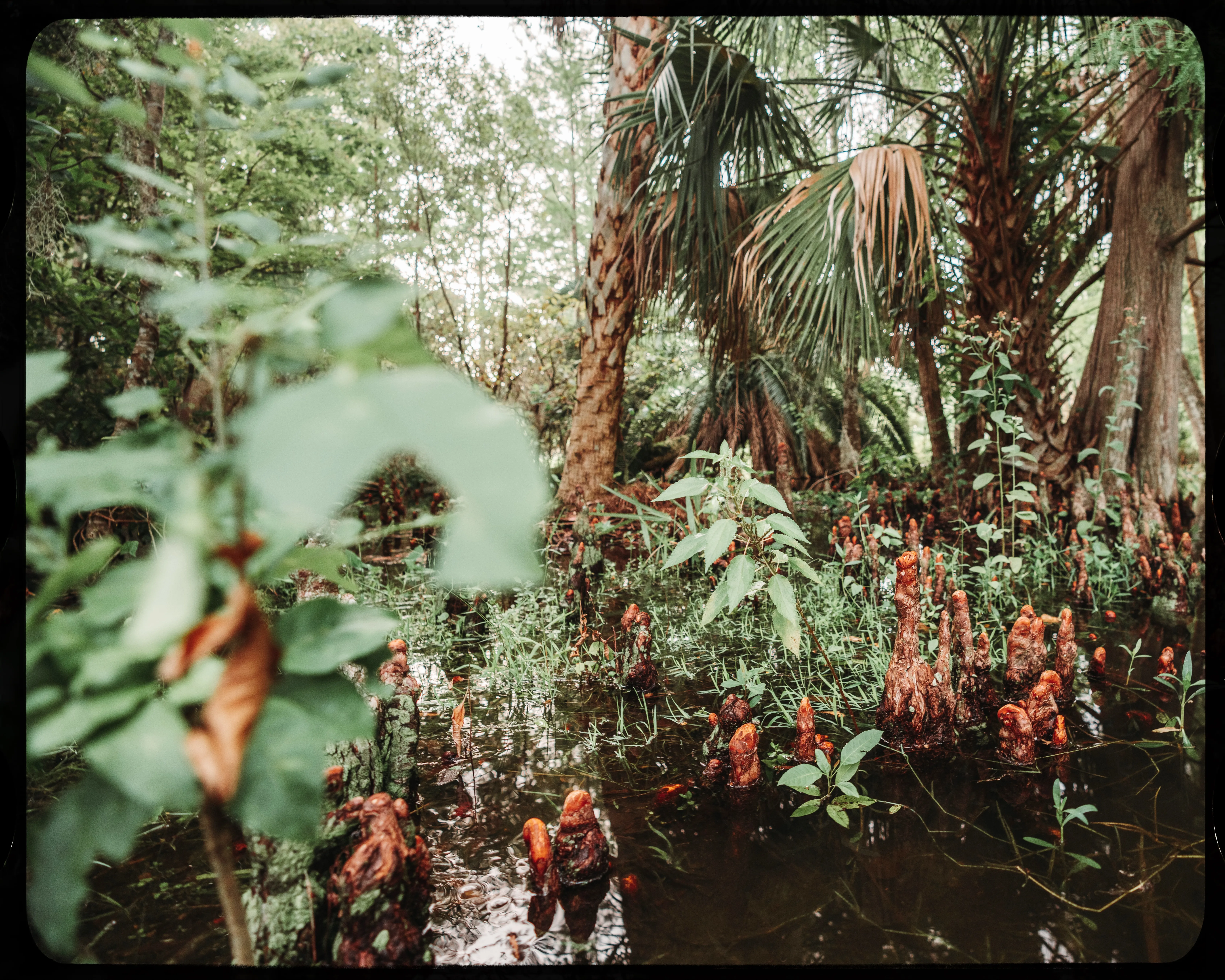 Personal photograph from Mead Botanical Garden