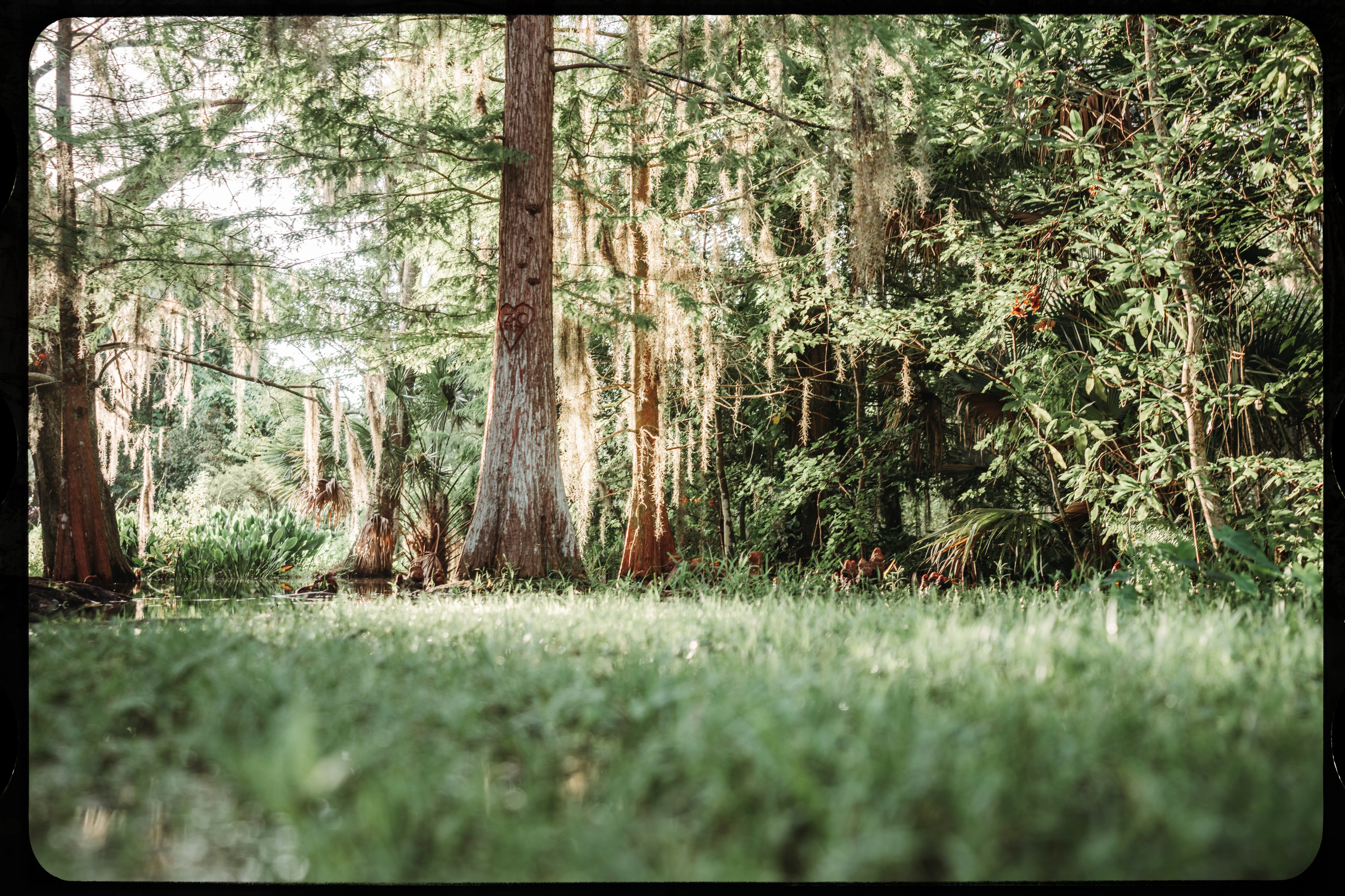 Personal photograph from Mead Botanical Garden