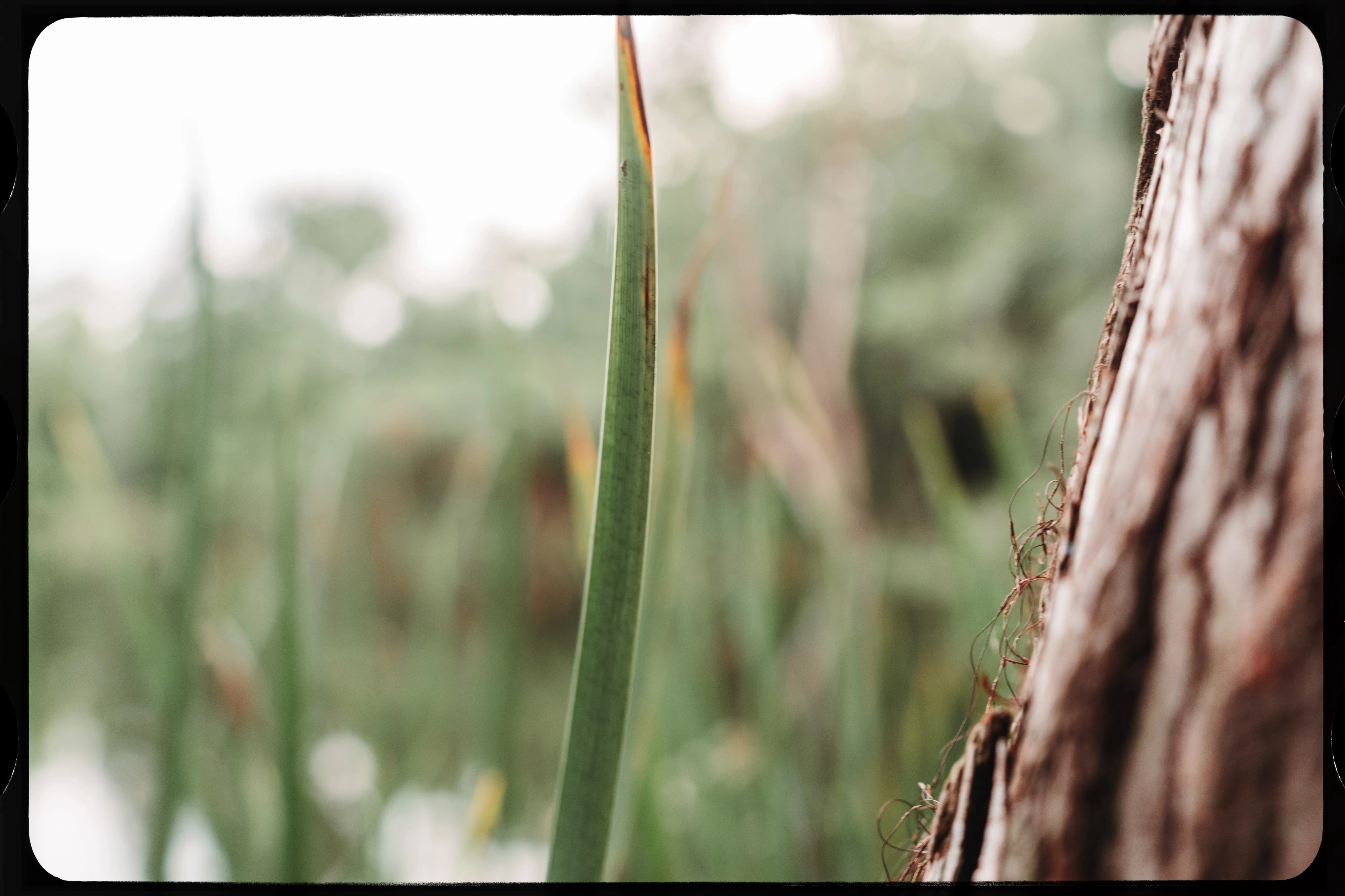 Personal photograph from Mead Botanical Garden