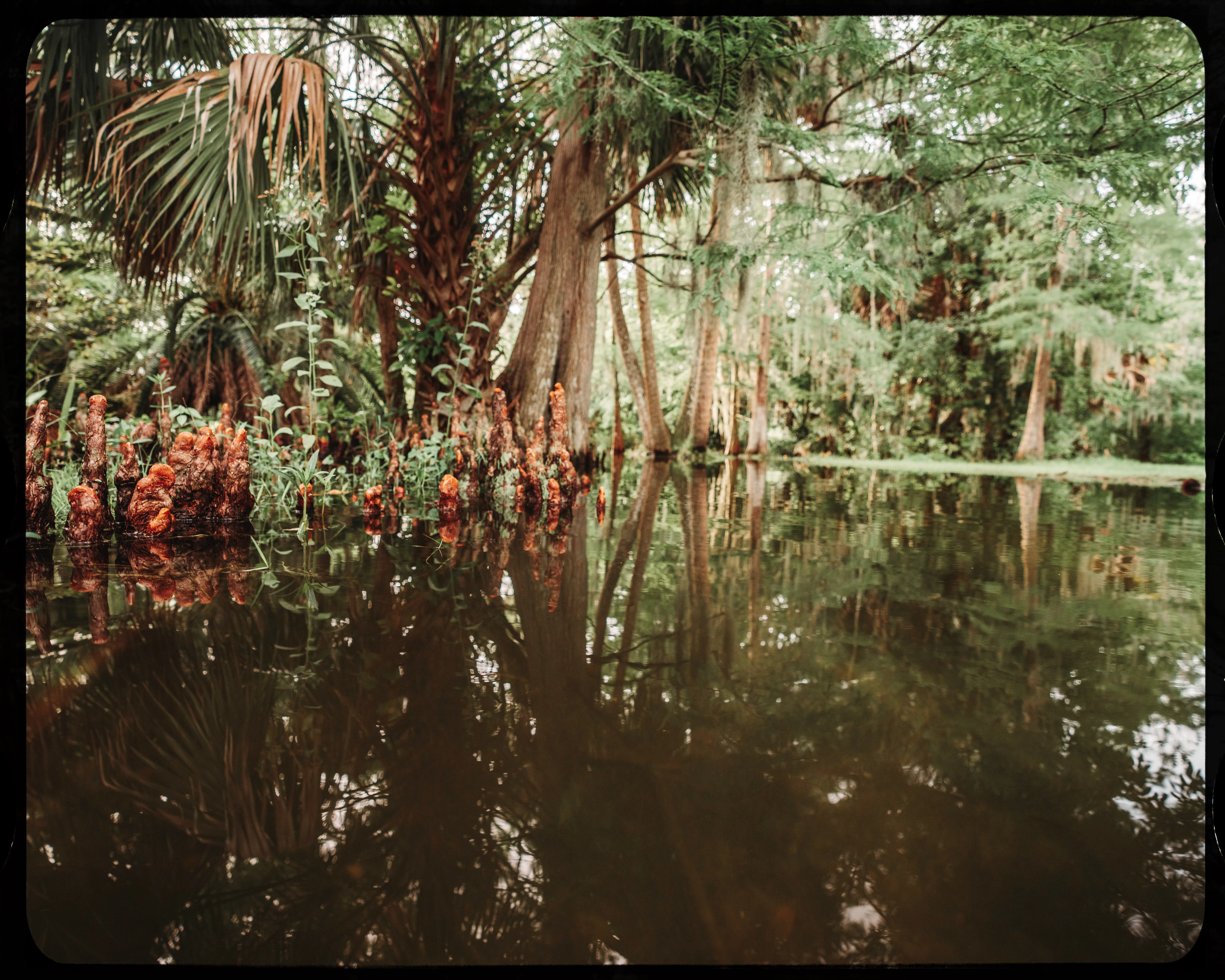 Personal photograph from Mead Botanical Garden