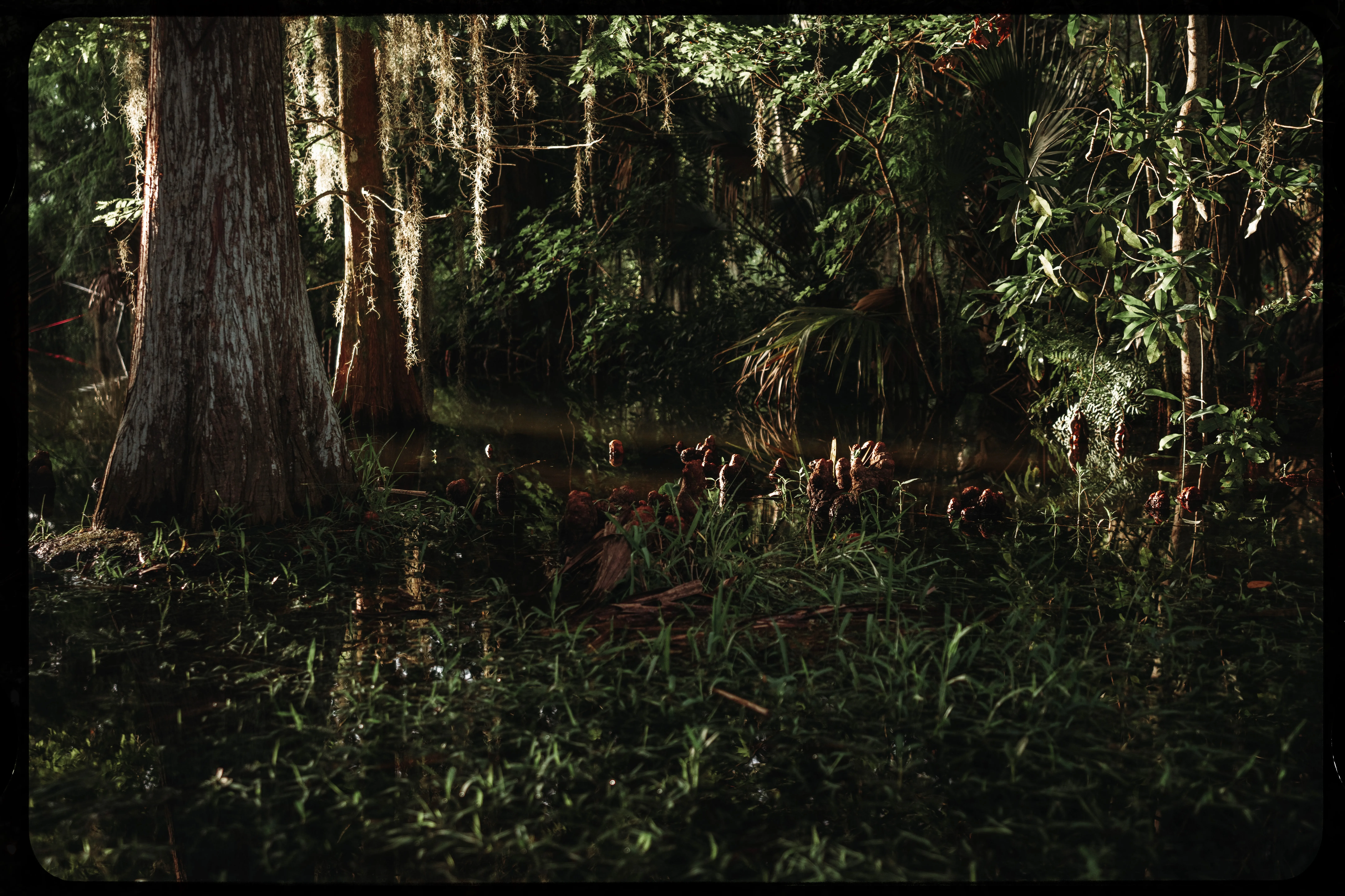 Personal photograph from Mead Botanical Garden