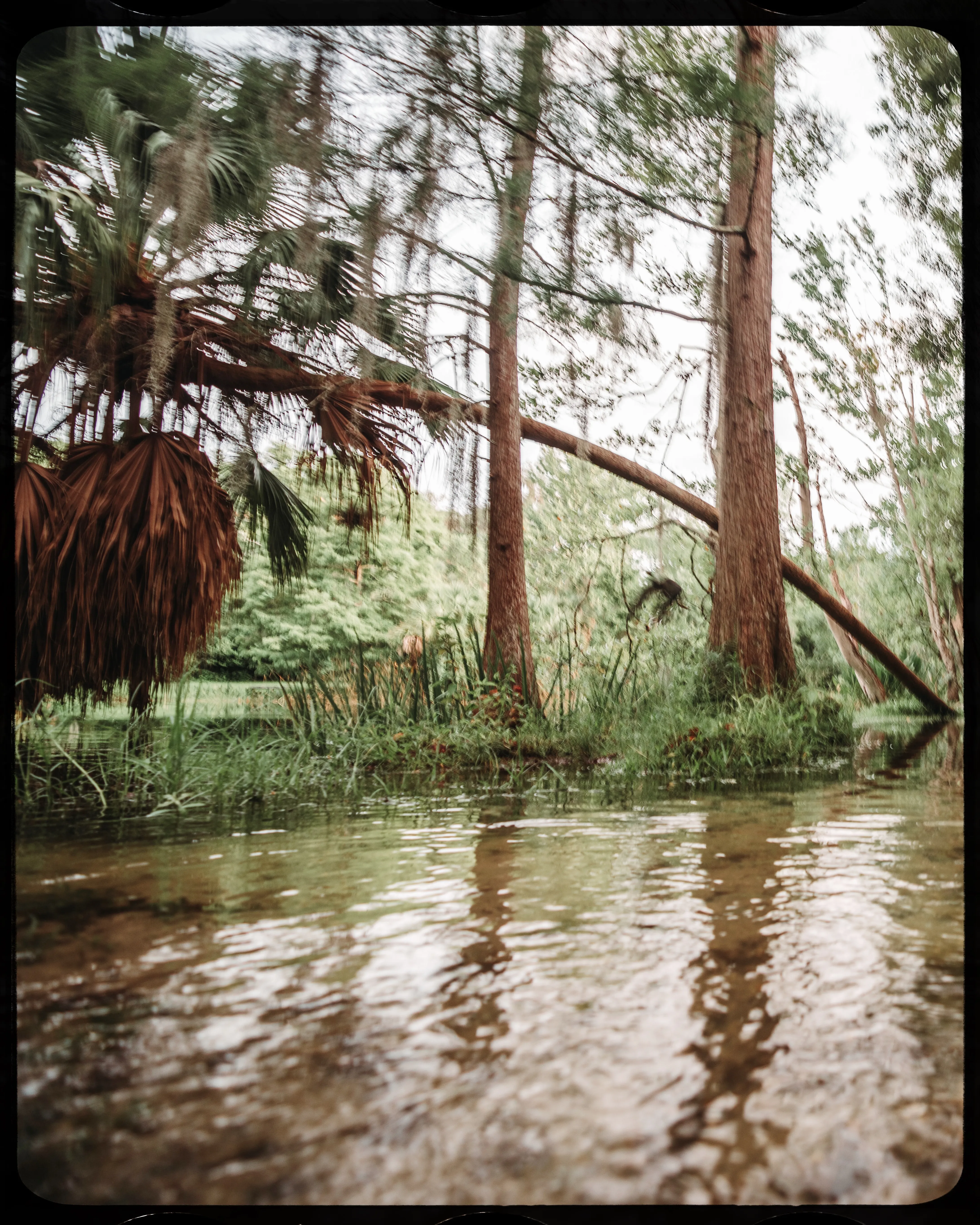 Personal photograph from Mead Botanical Garden