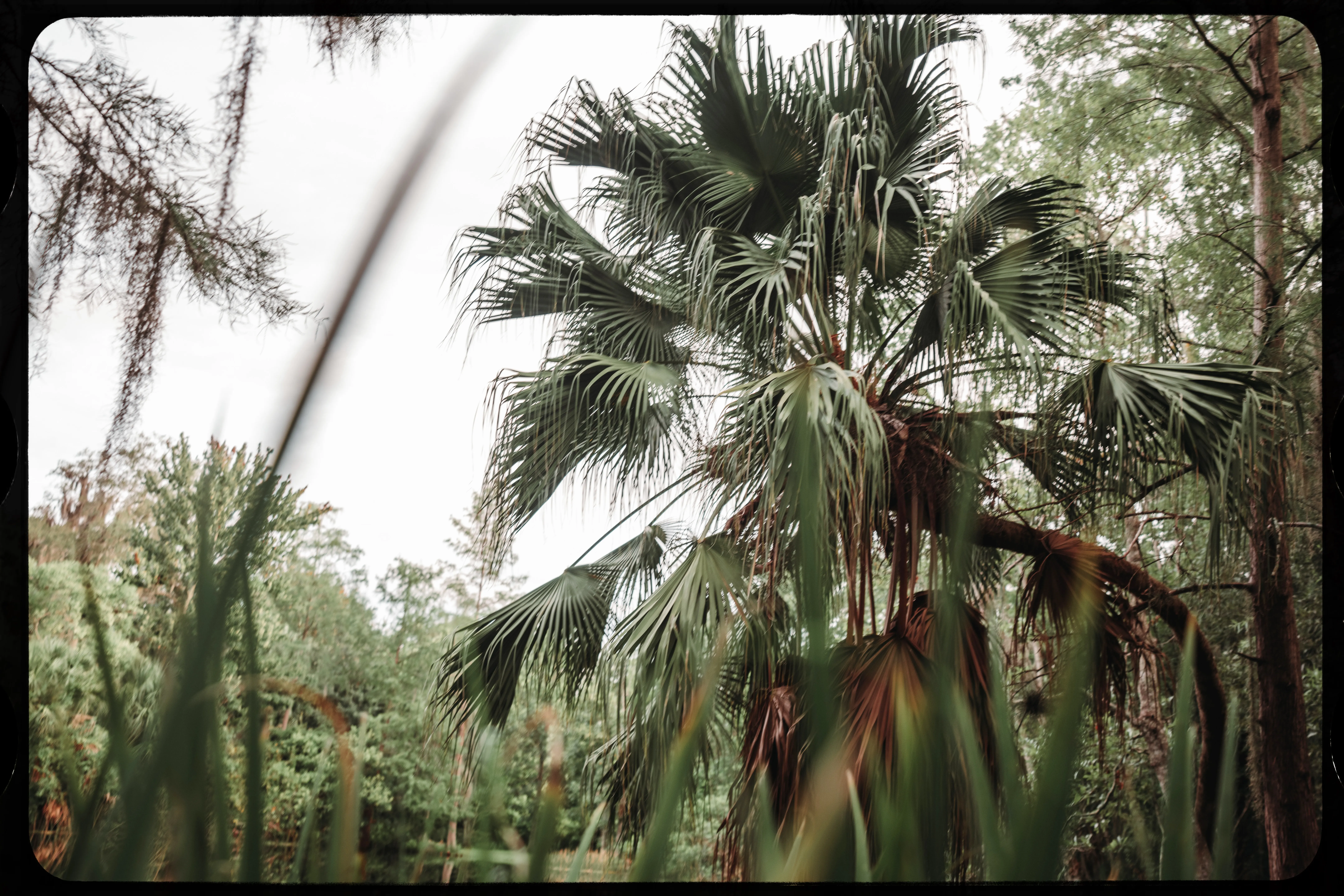 Personal photograph from Mead Botanical Garden