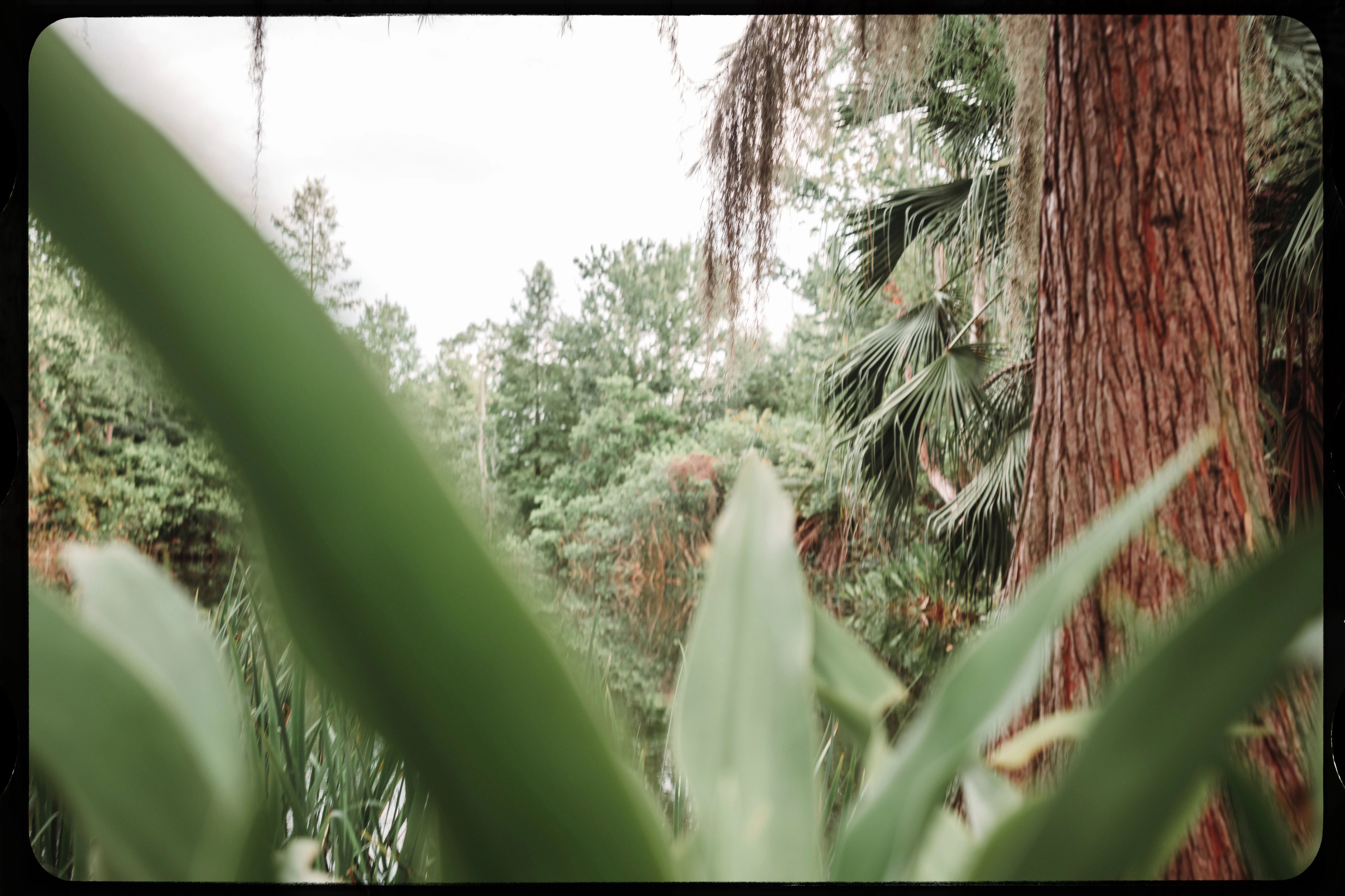Personal photograph from Mead Botanical Garden