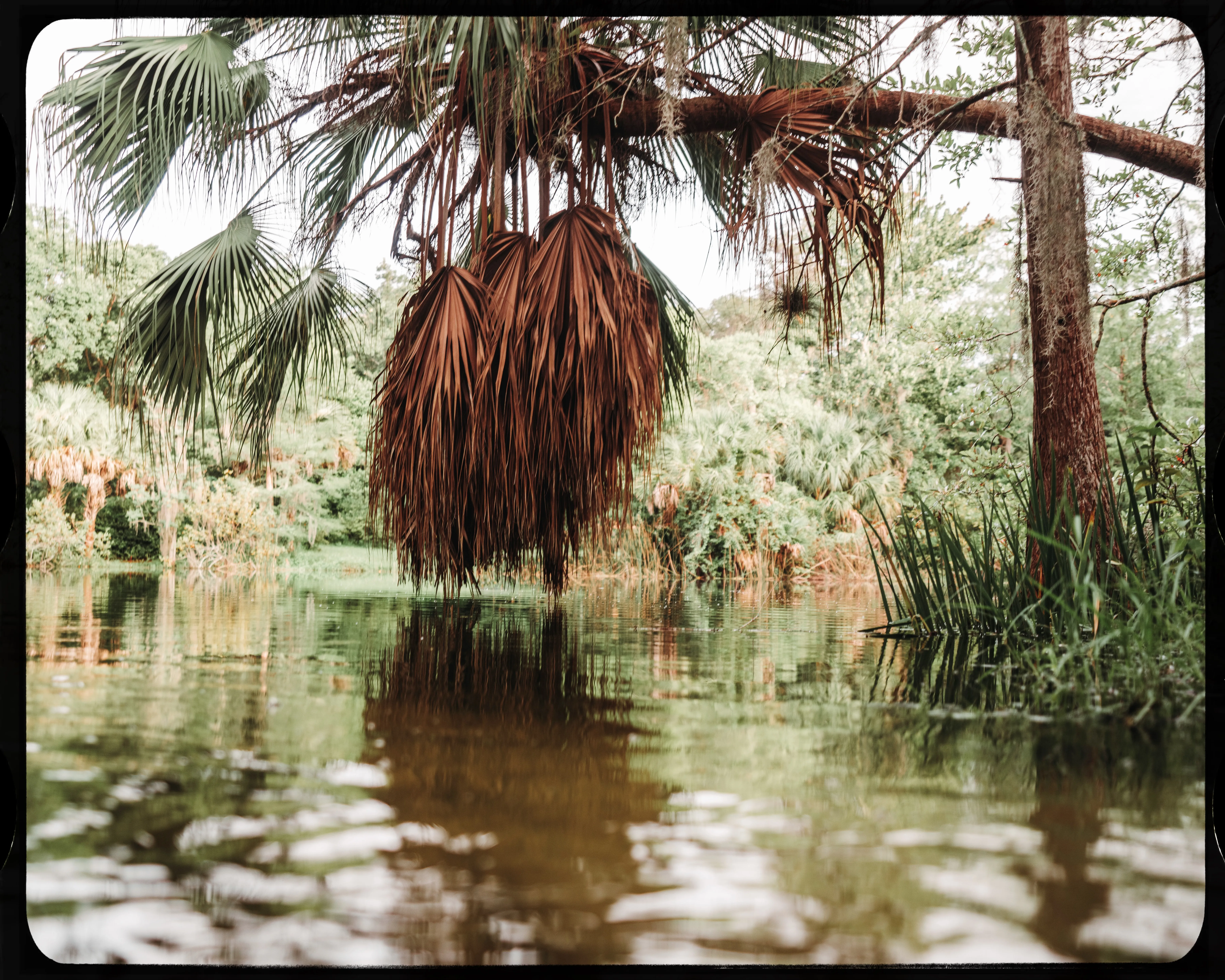 Personal photograph from Mead Botanical Garden