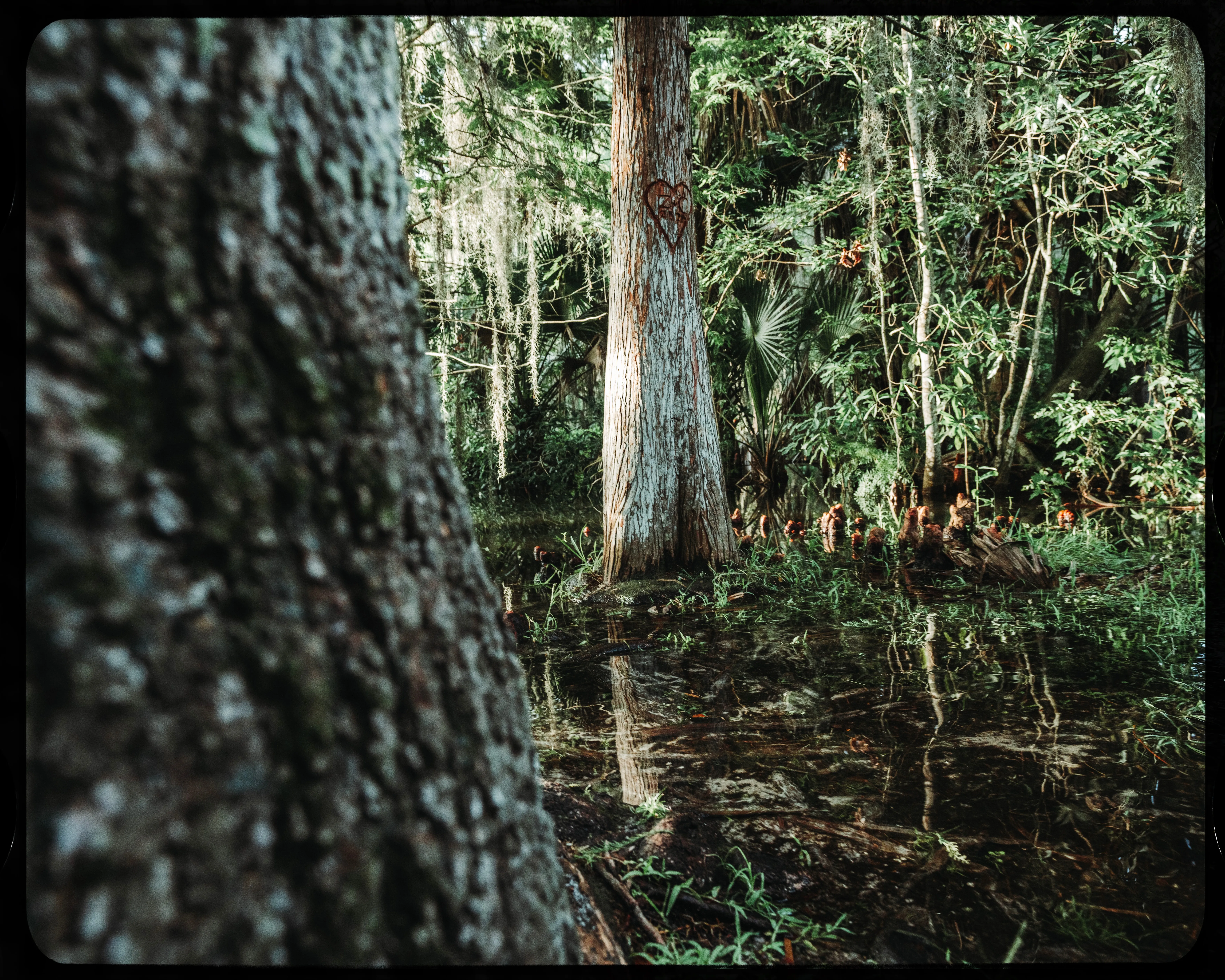 Personal photograph from Mead Botanical Garden