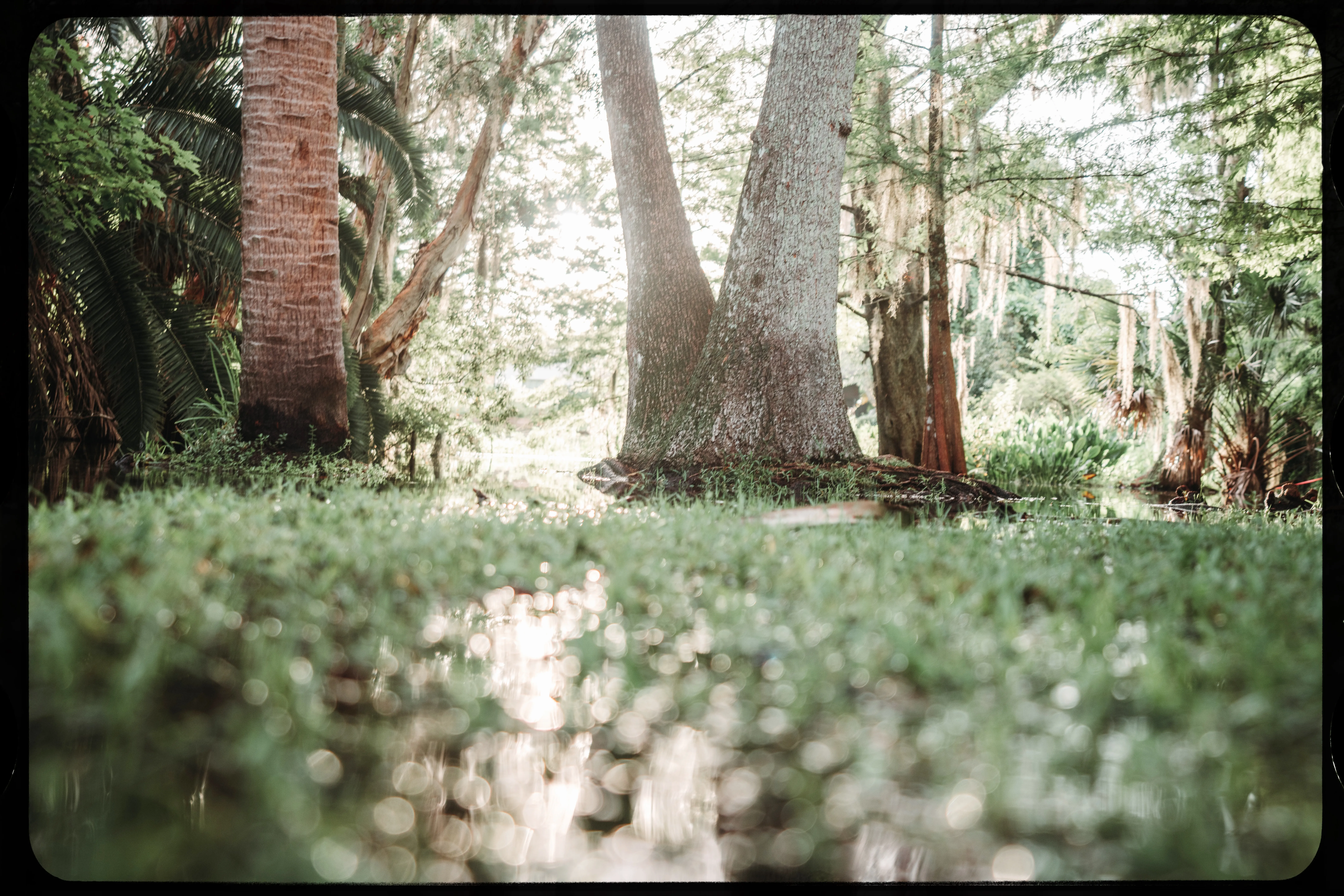 Personal photograph from Mead Botanical Garden
