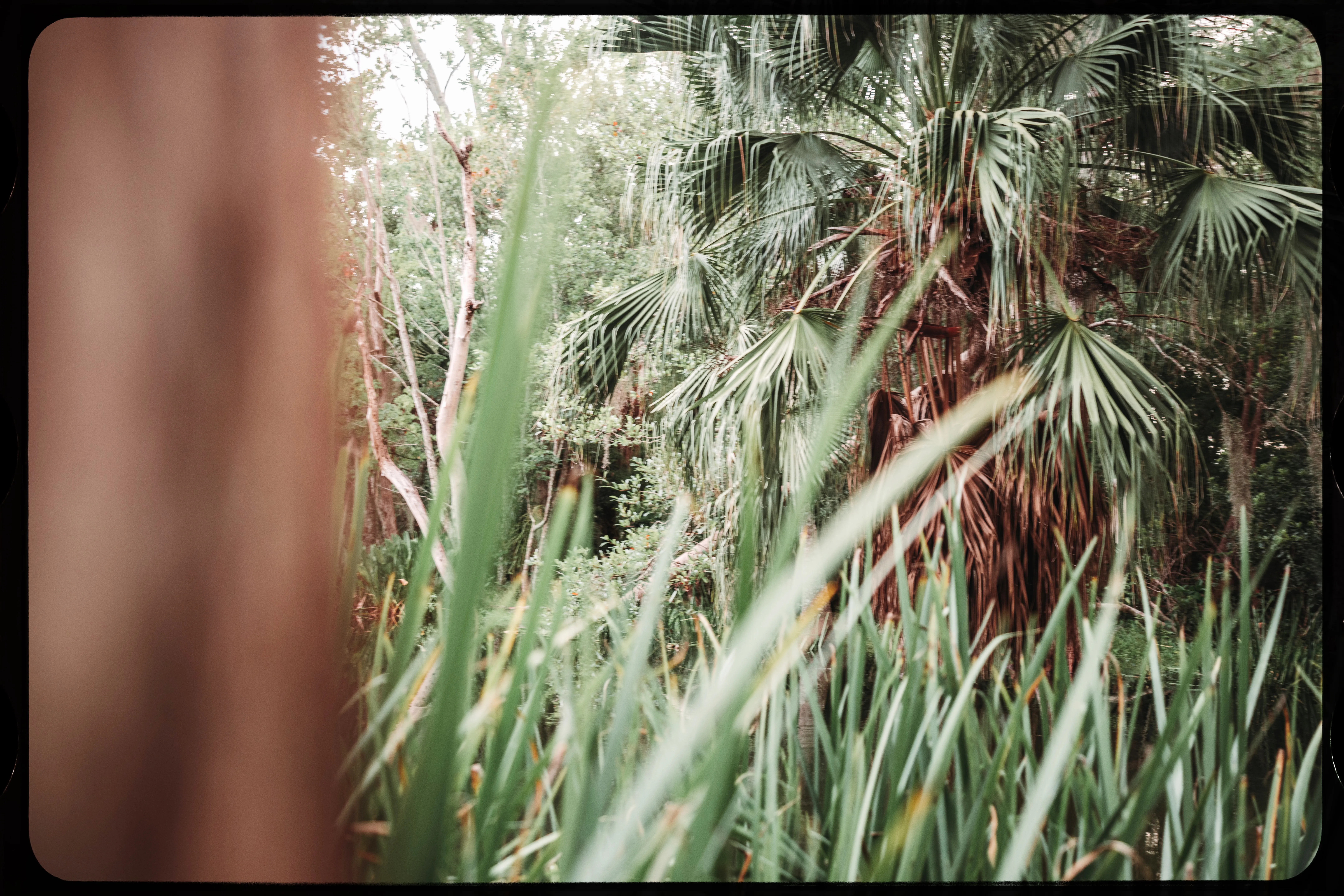 Personal photograph from Mead Botanical Garden