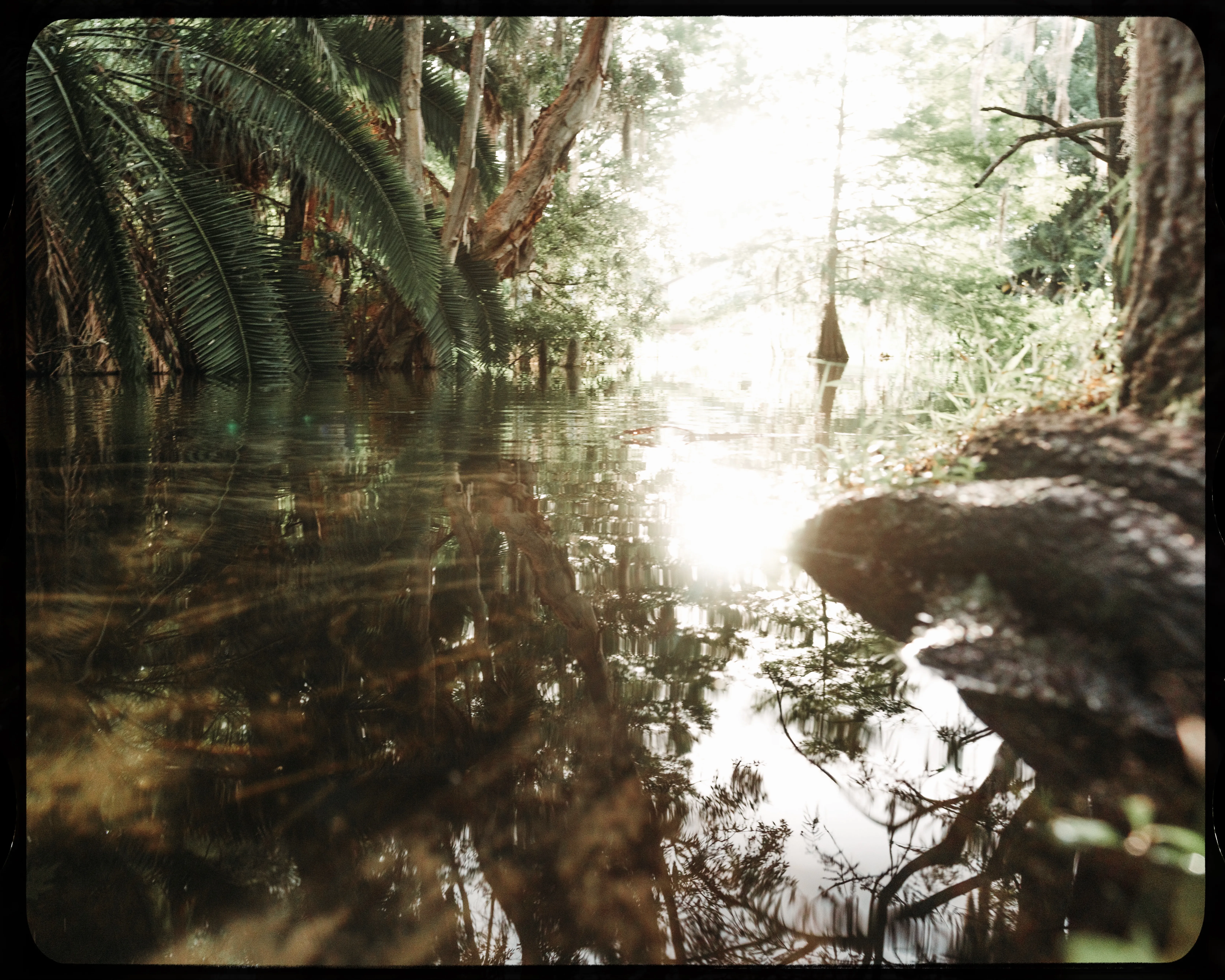Personal photograph from Mead Botanical Garden