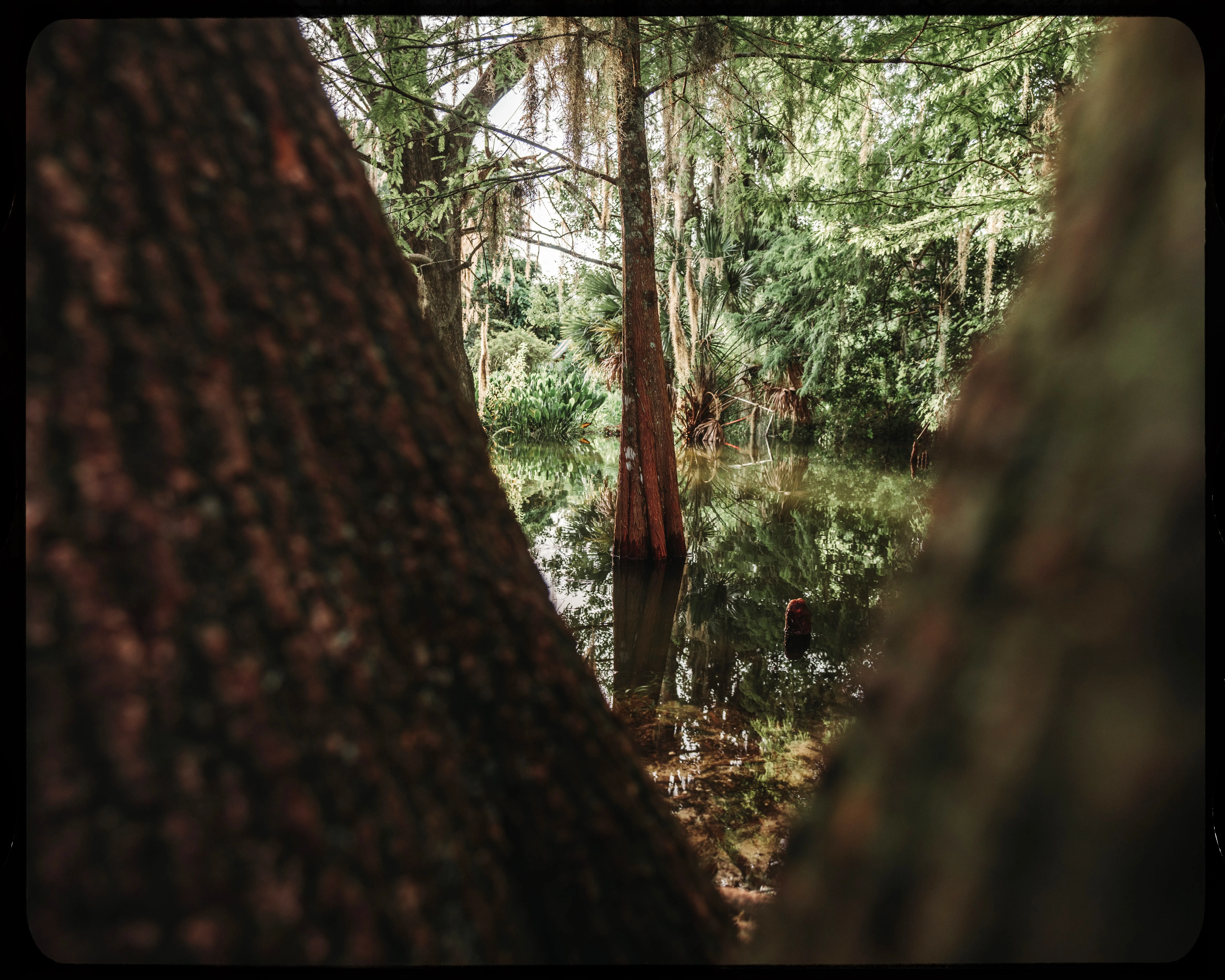 Personal photograph from Mead Botanical Garden