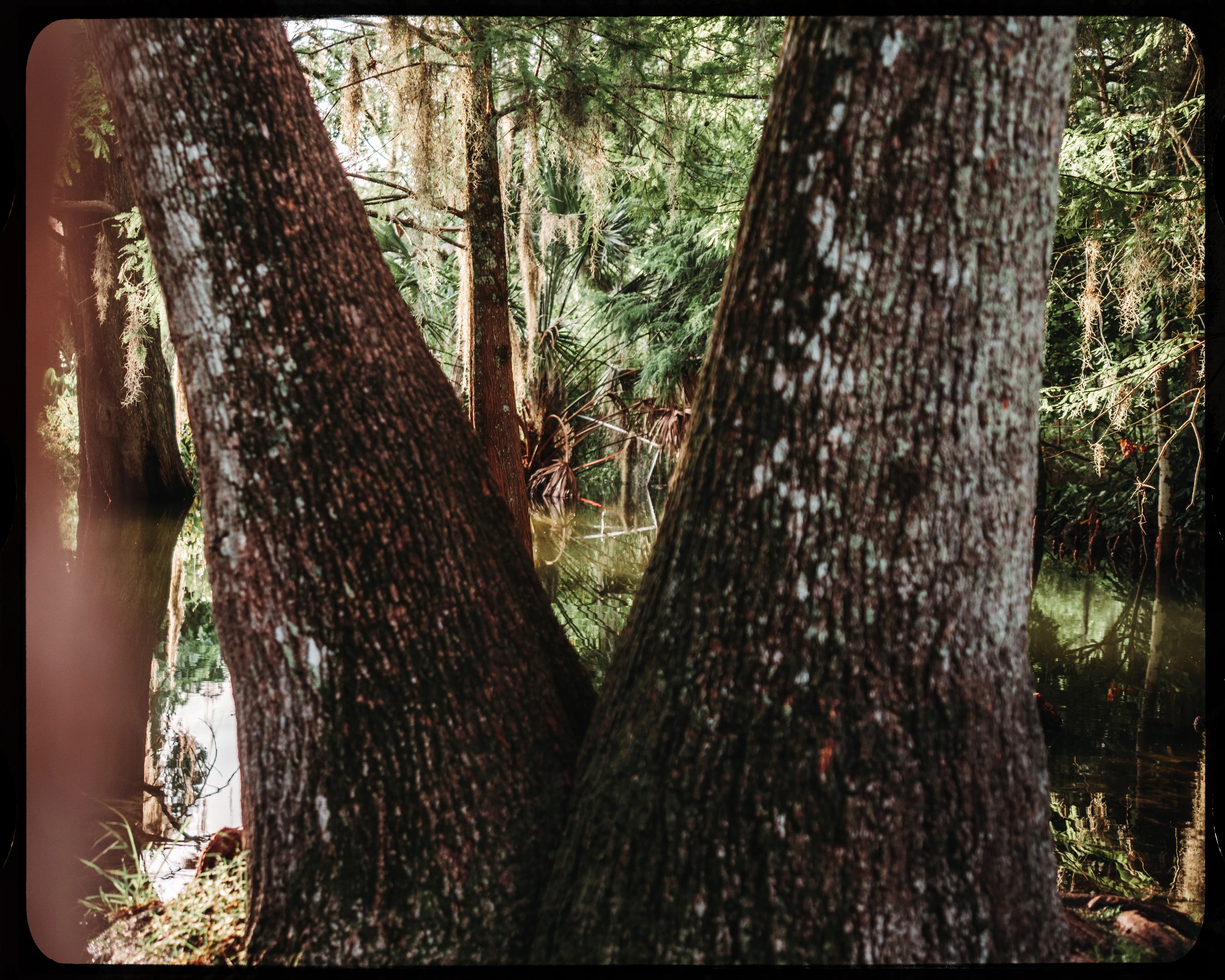 Personal photograph from Mead Botanical Garden